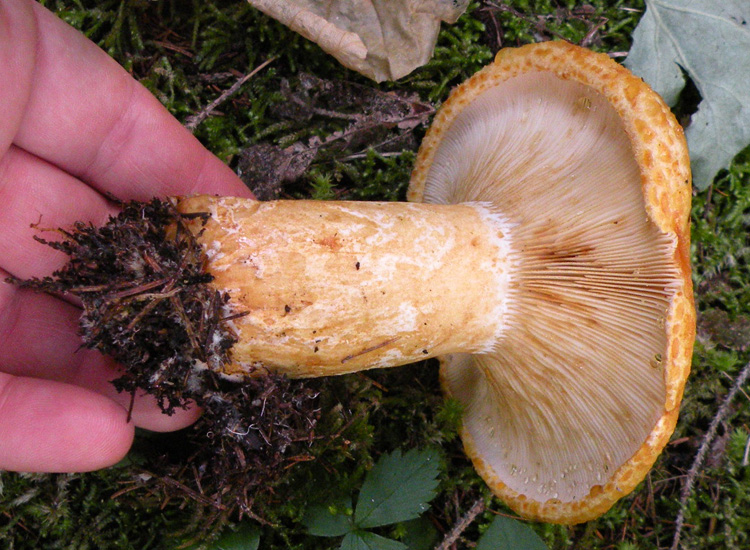 Ipotesi 2.... Lactarius scrobiculatus?